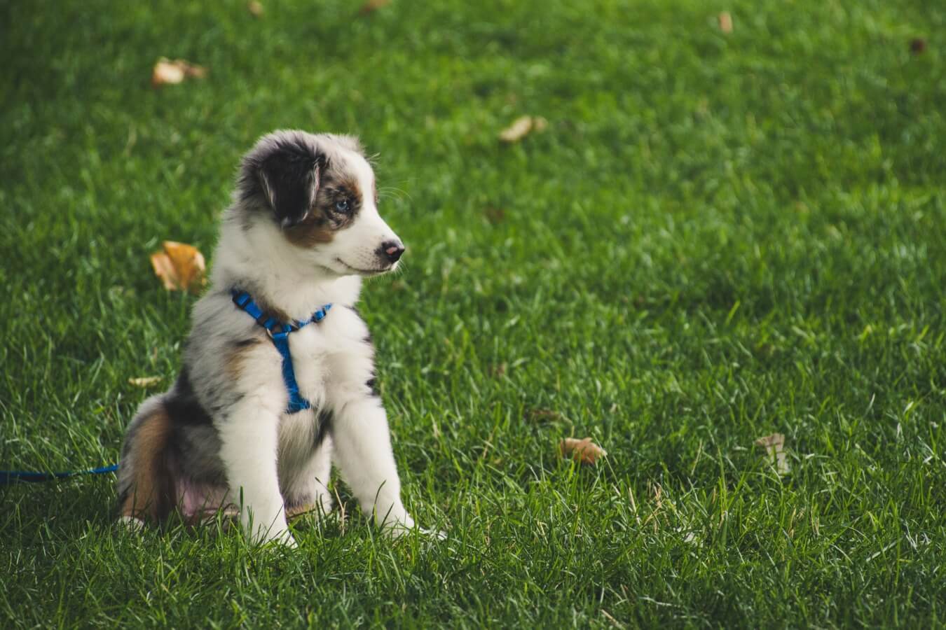 caravan Weglaten Belang Gezondheidstips voor uw puppy - Petlook