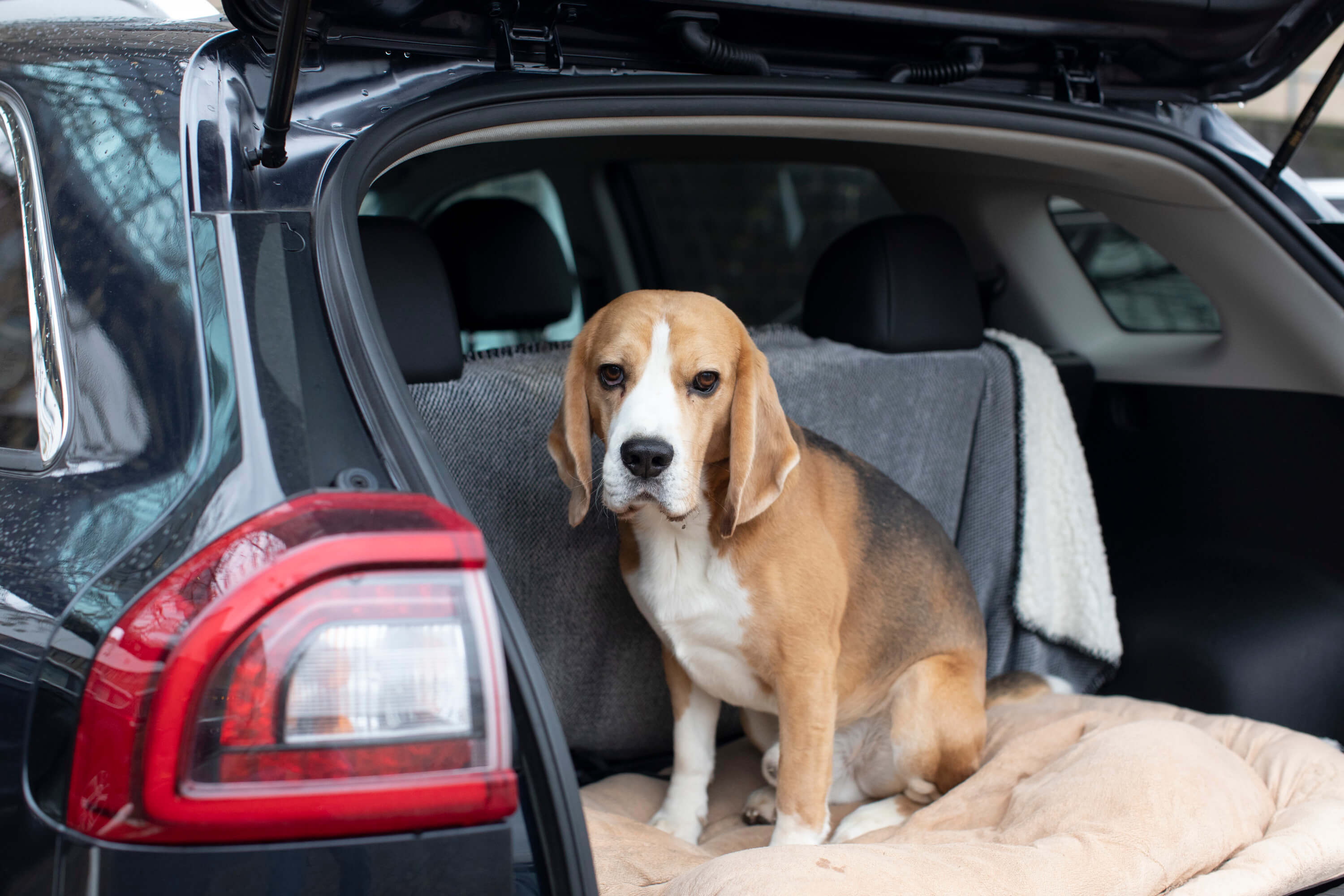 Boekwinkel Typisch autobiografie Uw hond mee op vakantie in de auto - Petlook