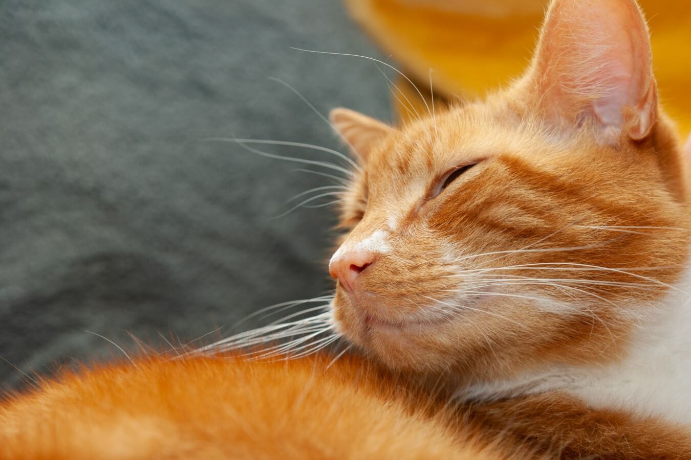 Contract verbannen Mitt De top-3 goede voornemens voor het verwezenlijken van een gelukkige kat -  Petlook